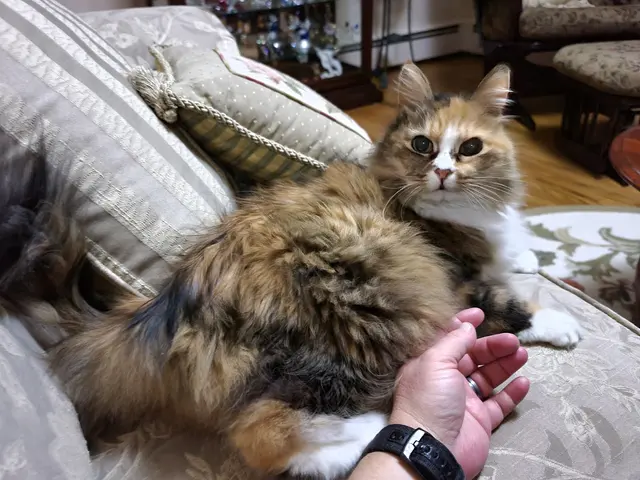 Gemini Pet Services — customer photo 12