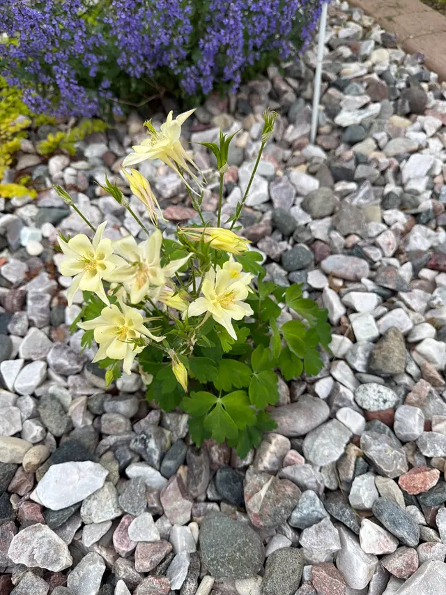 American Made Landscaping — photo from the business 11