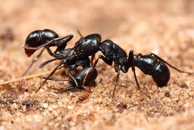 Smart Pest Control — photo from the business 6