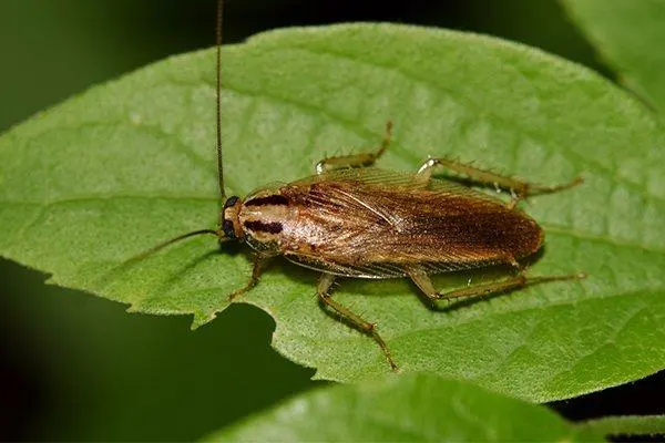 Smart Pest Control — photo from the business 8