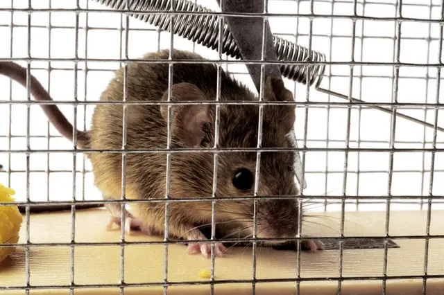Smart Pest Control — photo from the business 9