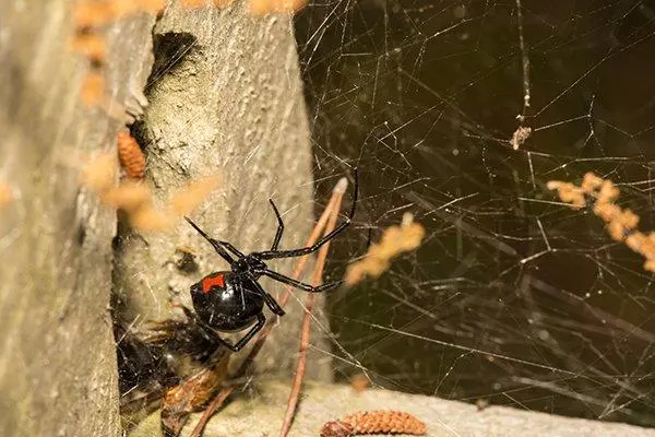 Smart Pest Control — photo from the business 11