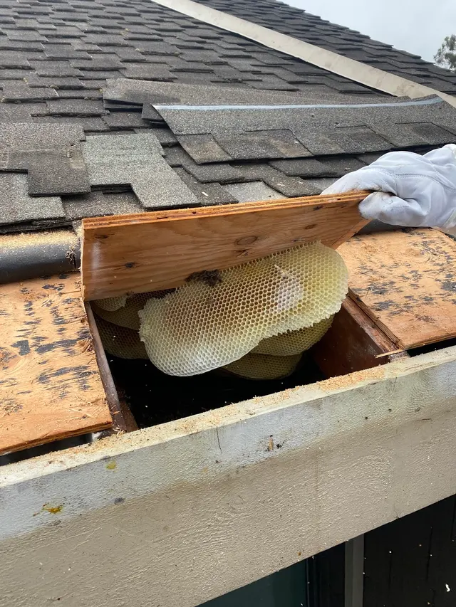CURA Termite and Pest Control — photo from the business 8