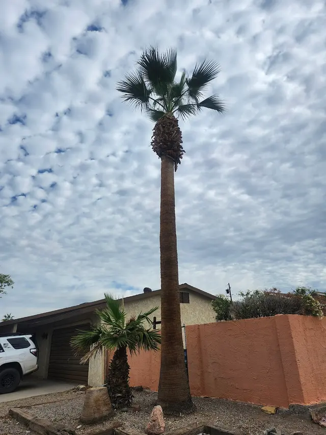 Greg's Trimmings Services — customer photo 9