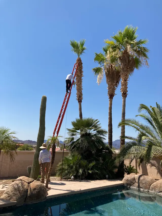 Diligent tree service — customer photo 3