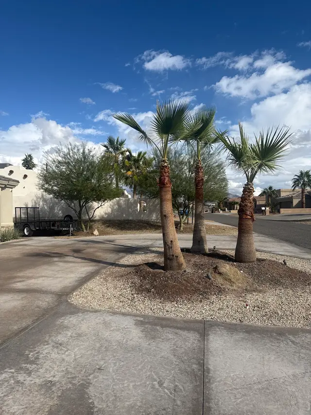 Diligent tree service — customer photo 10