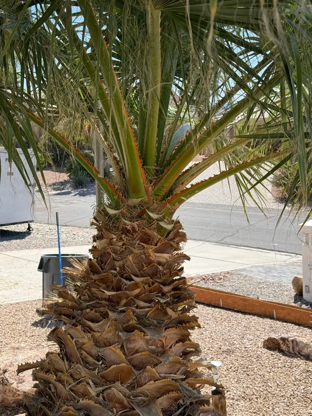 Diligent tree service — customer photo 11
