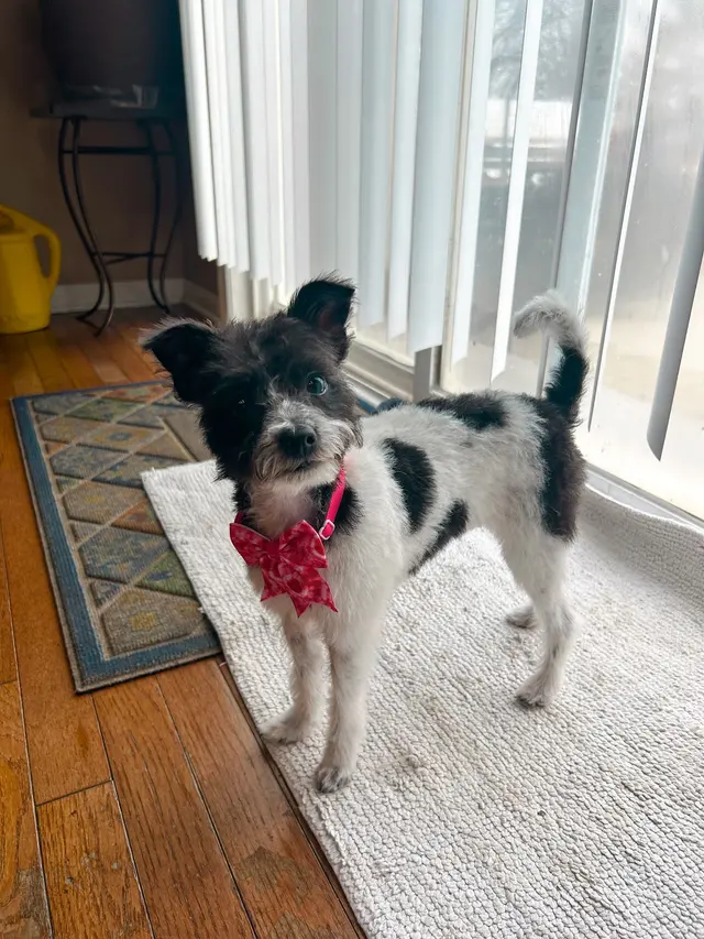 The Dawg House Grooming — customer photo 5