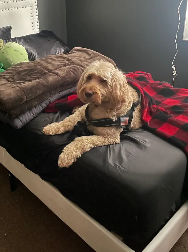 The Dawg House Grooming — customer photo 7