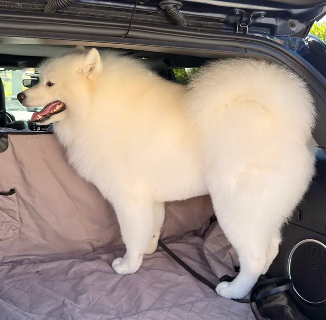 Customer photo of work by The Dawg House Grooming, from Anastasiya's review