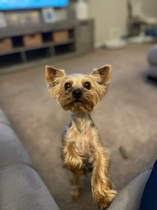 The Dawg House Grooming — customer photo 4