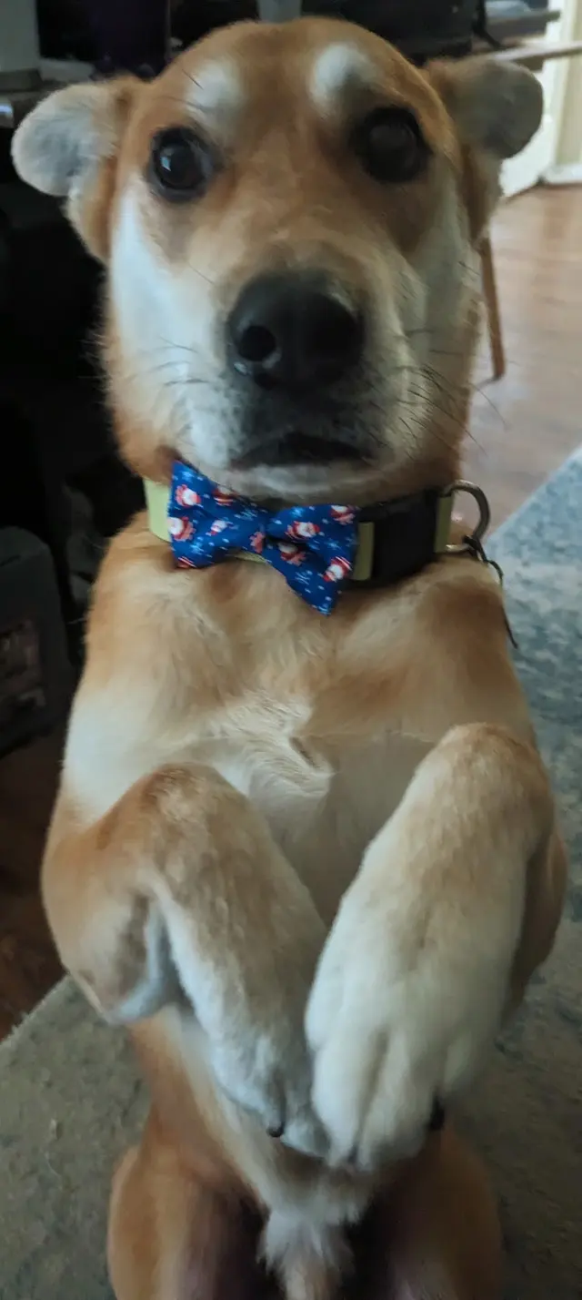 The Dawg House Grooming — customer photo 12