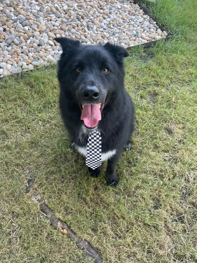 The Dawg House Grooming — customer photo 9