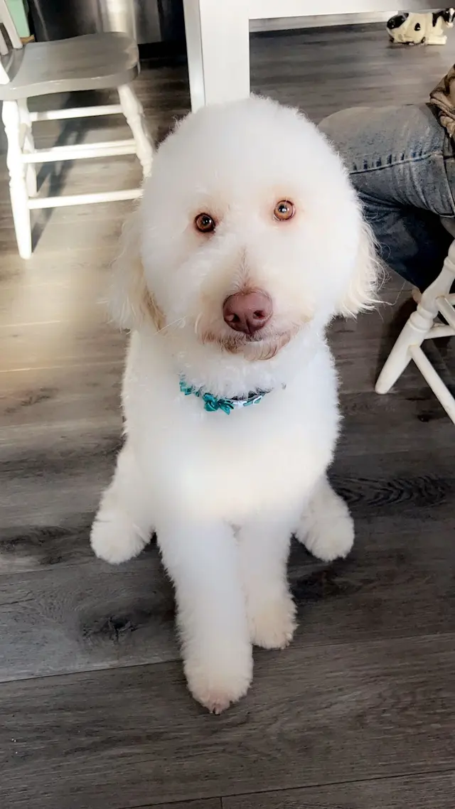 The Dawg House Grooming — customer photo 6