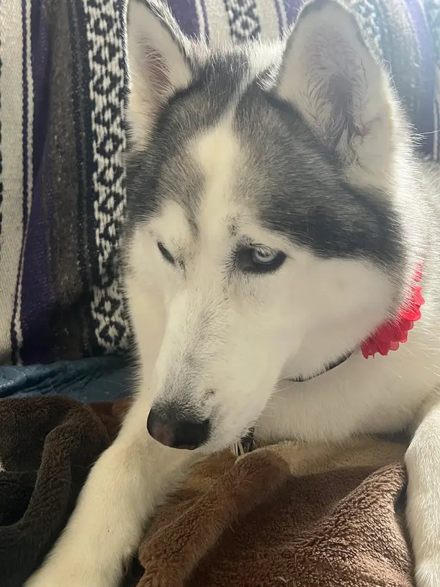 The Dawg House Grooming — customer photo 11
