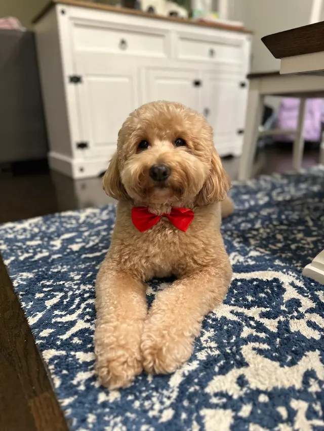 The Dawg House Grooming — customer photo 1