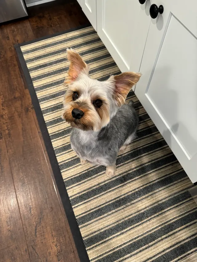 The Dawg House Grooming — customer photo 3