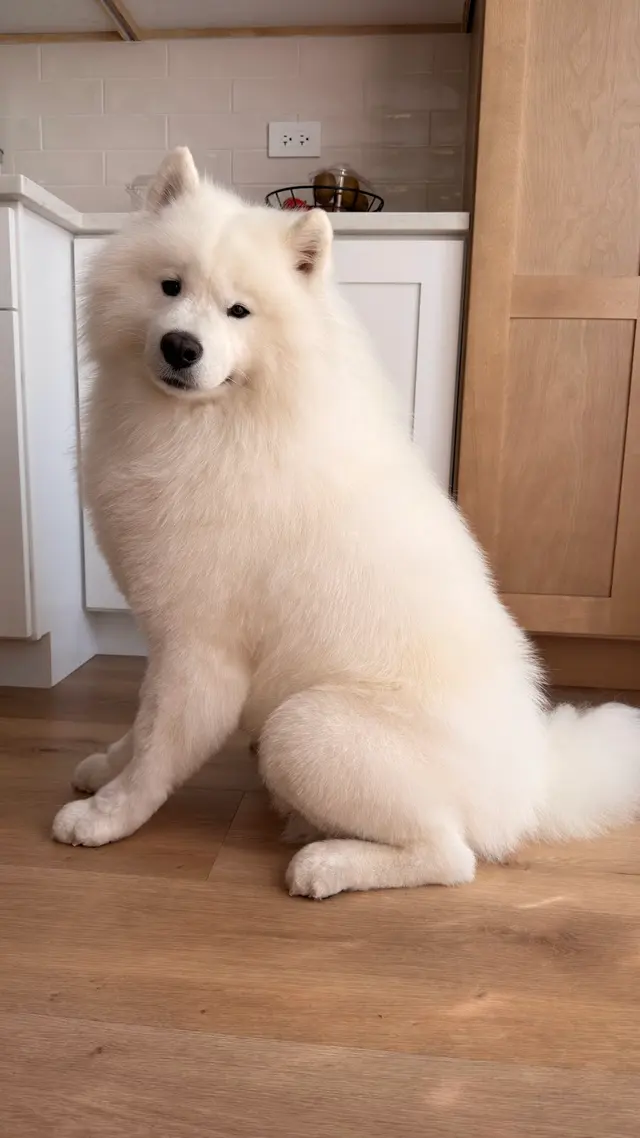 Customer photo of work by The Dawg House Grooming, from Anastasiya's review