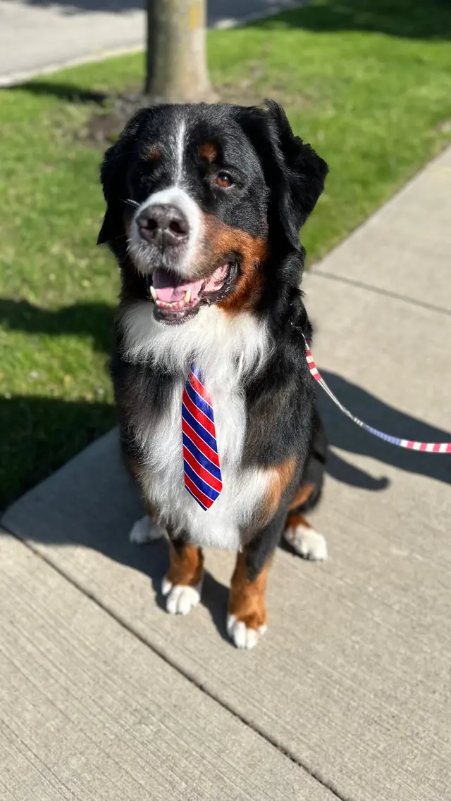 The Dawg House Grooming — customer photo 8