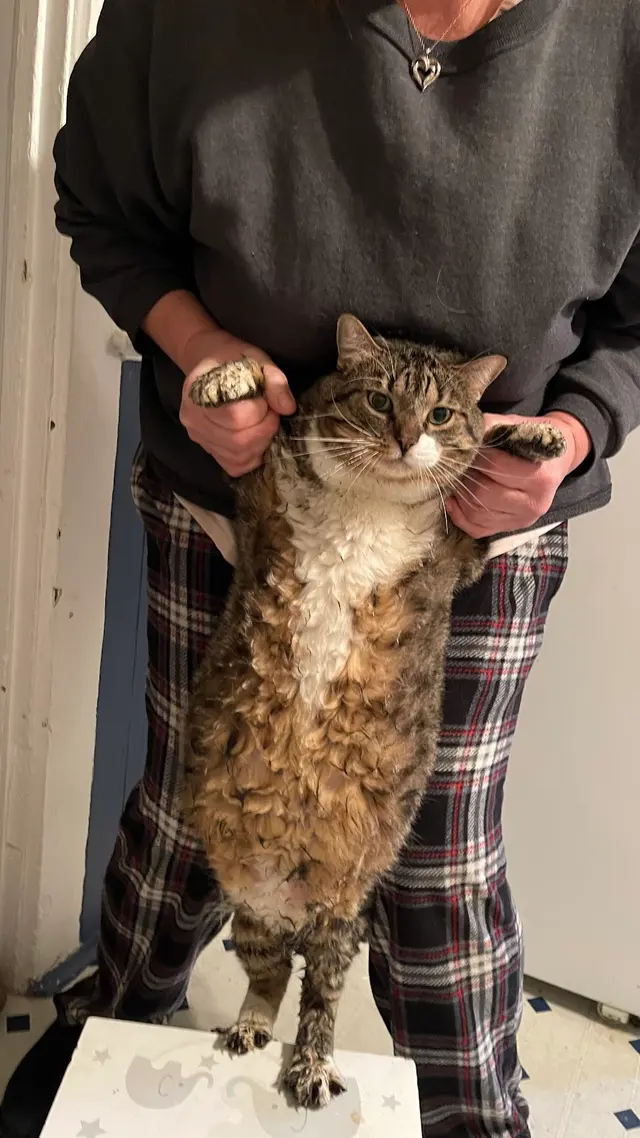 Shampooch & Kitty — customer photo 5
