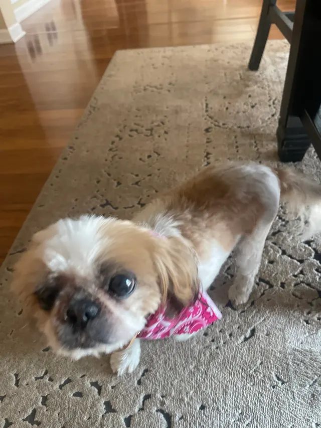 Shampooch & Kitty — customer photo 7
