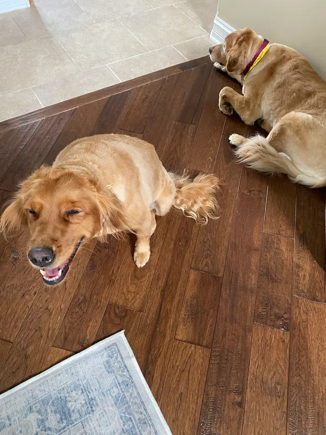 Shampooch & Kitty — customer photo 3