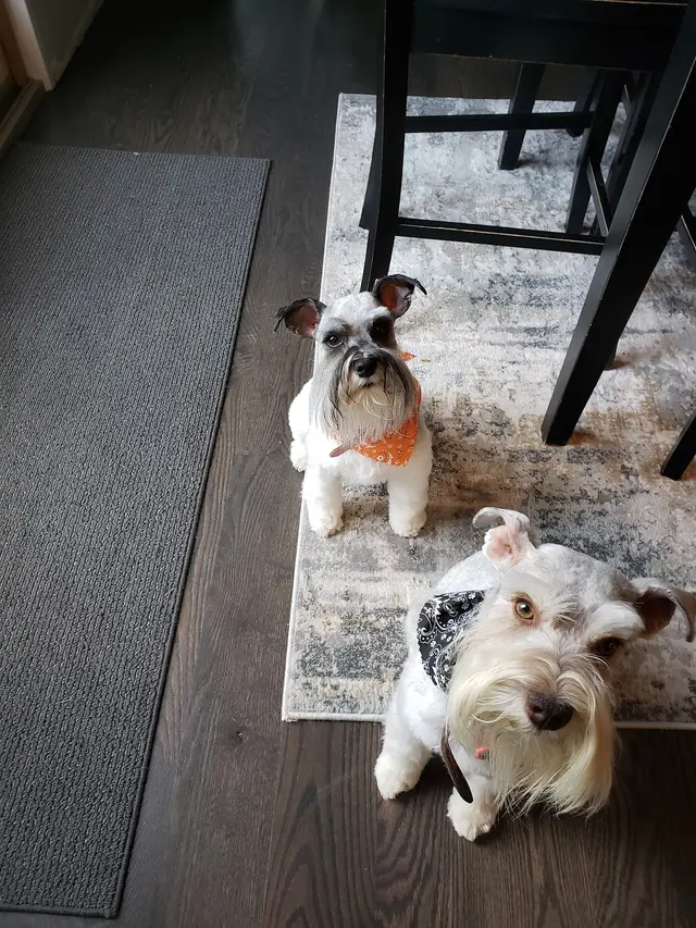 Shampooch & Kitty — customer photo 2