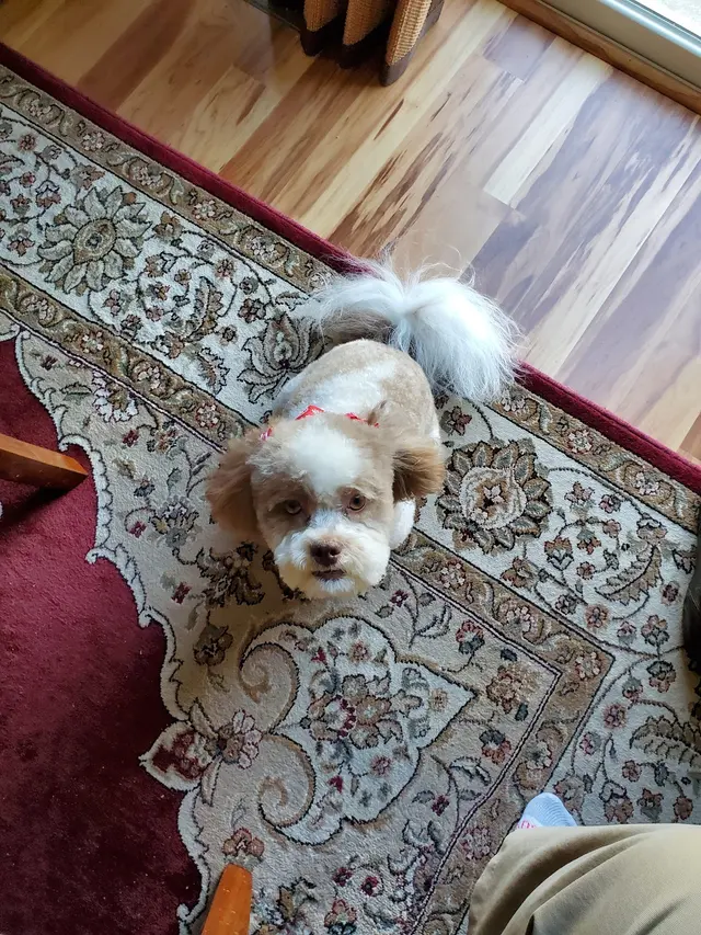 Shampooch & Kitty — customer photo 9