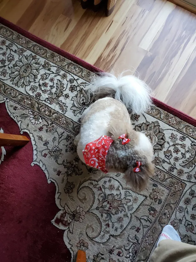 Shampooch & Kitty — customer photo 10