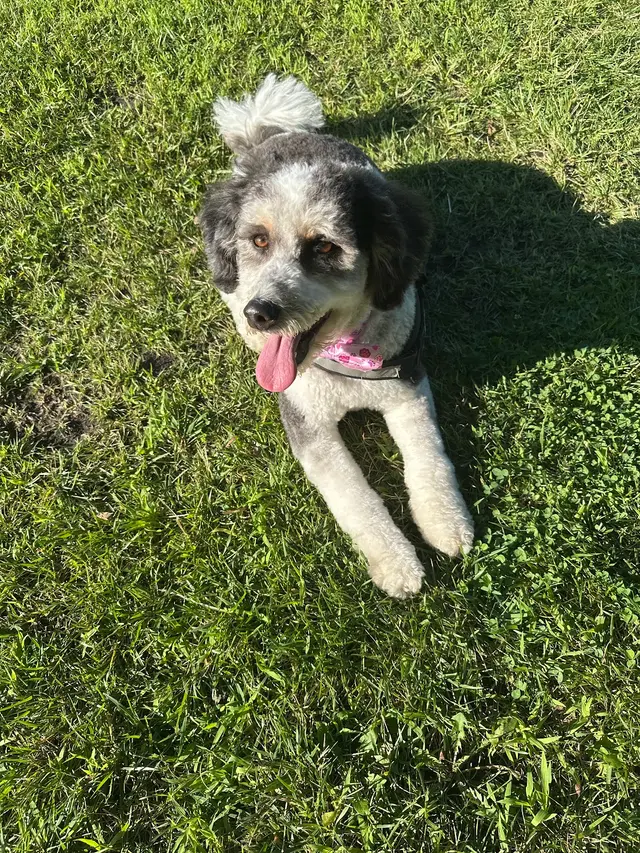 Street Paws Dog and Cat Grooming Spa — customer photo 8