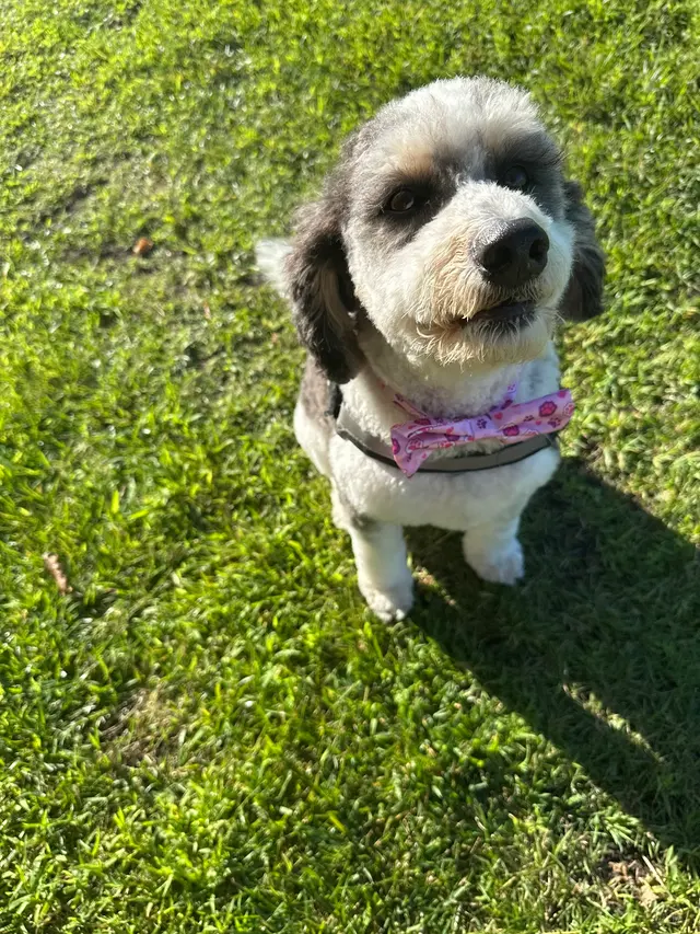 Street Paws Dog and Cat Grooming Spa — customer photo 7