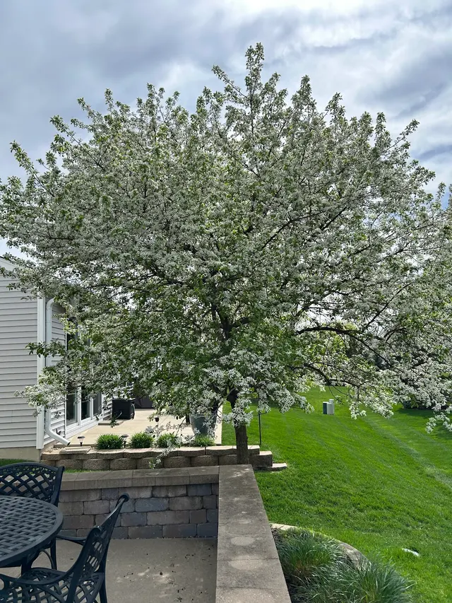 The Davey Tree Expert Company — customer photo 5