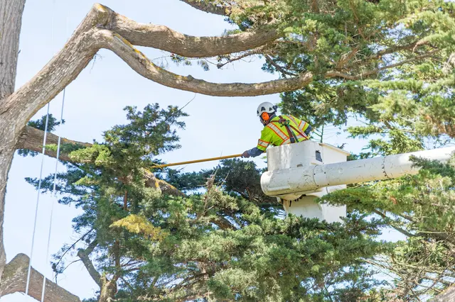 The Davey Tree Expert Company — photo from the business 12