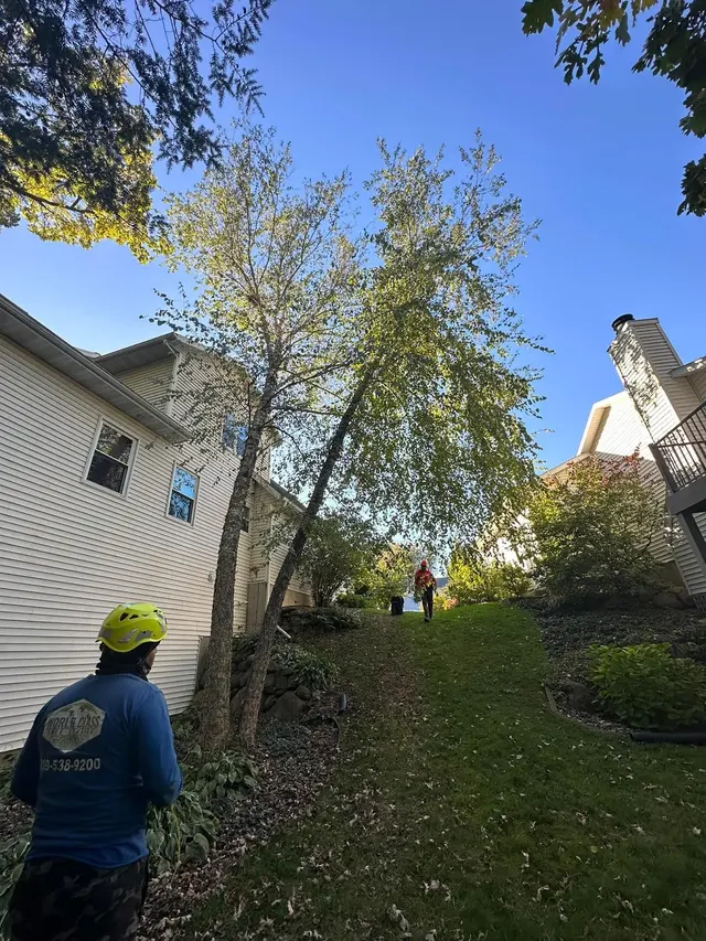 World Class Tree Service — photo from the business 5