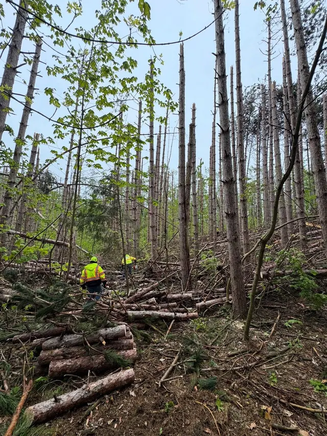 World Class Tree Service — photo from the business 9