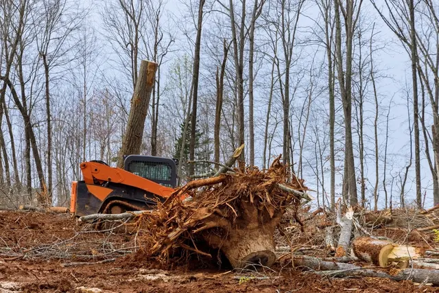 World Class Tree Service — photo from the business 12