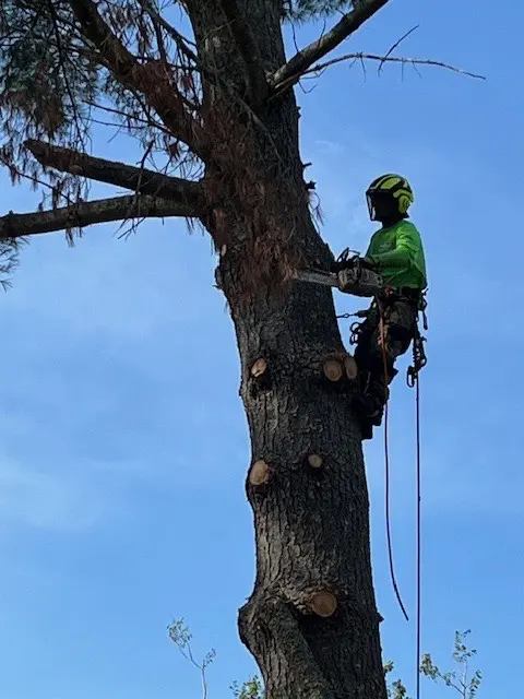 World Class Tree Service — photo from the business 8