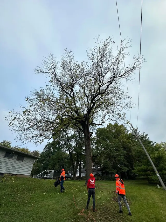 World Class Tree Service — photo from the business 4