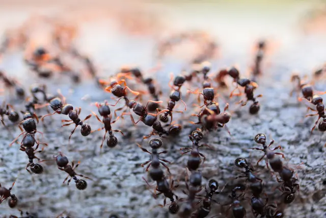 Royal Pest Service Inc — photo from the business 11