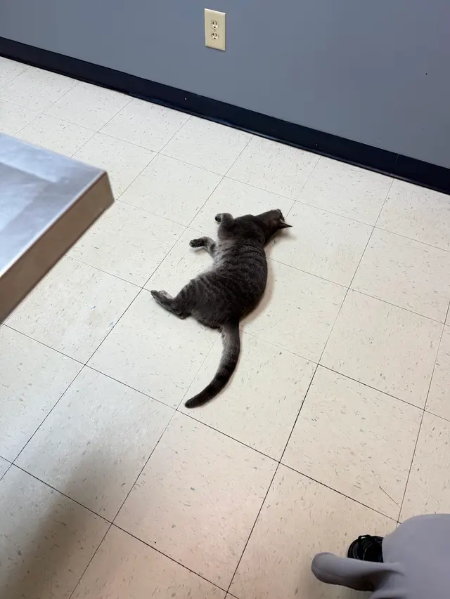 Critter Clinic — customer photo 2