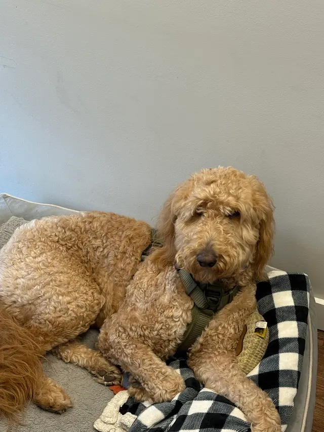 Critter Clinic — customer photo 3