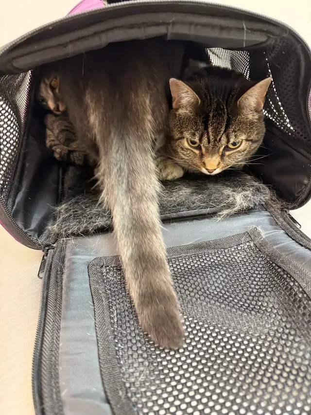 Critter Clinic — customer photo 8