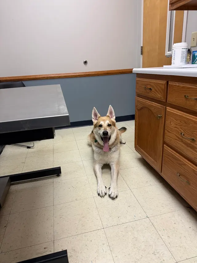 Critter Clinic — customer photo 11