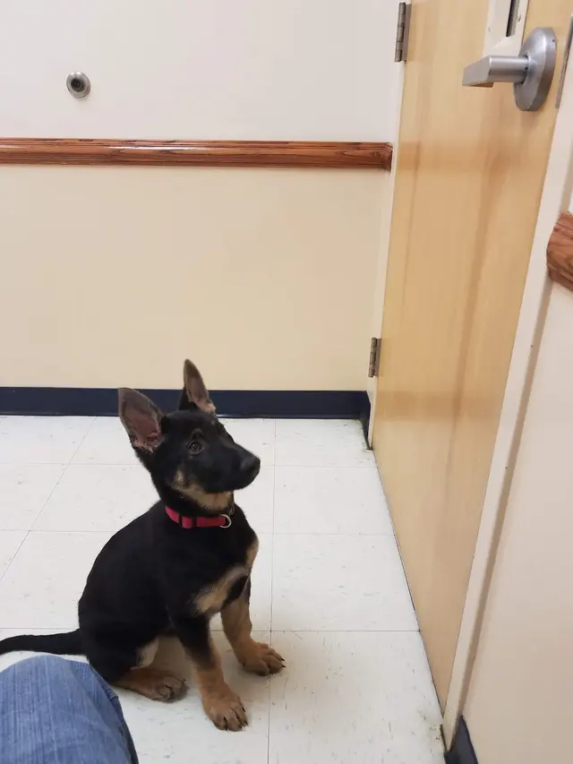 Critter Clinic — customer photo 6