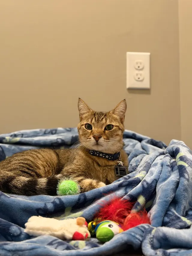 Critter Clinic — customer photo 5