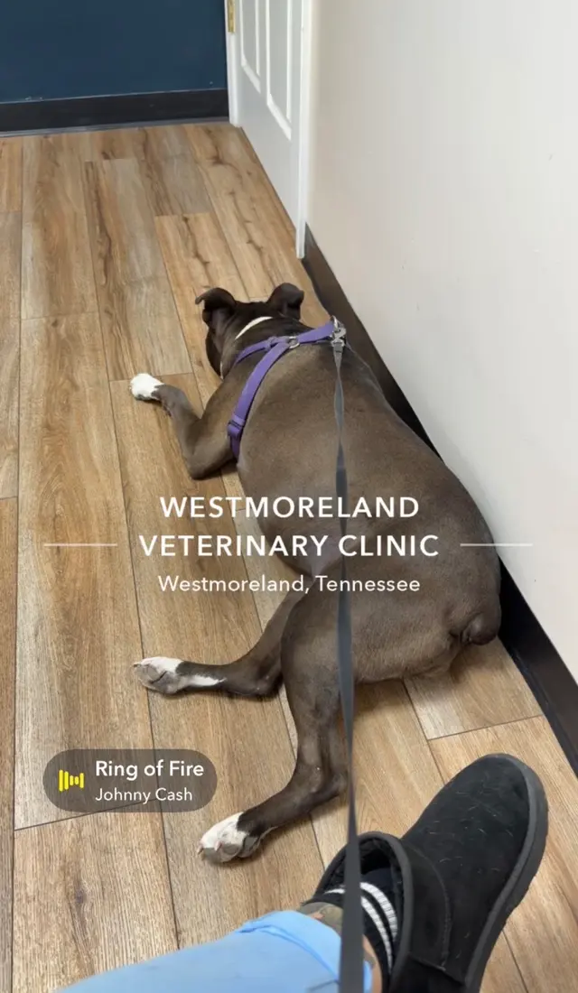 Westmoreland Veterinary Clinic — customer photo 11