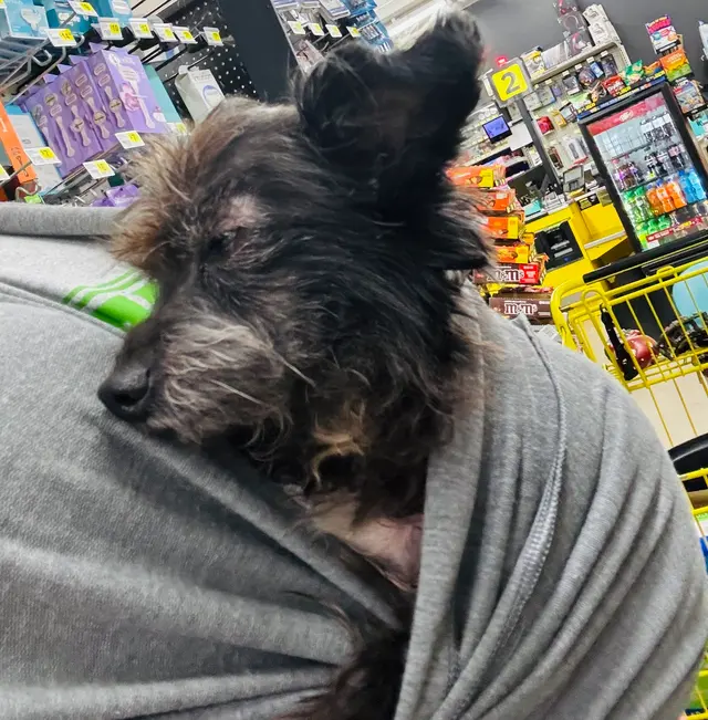 Westmoreland Veterinary Clinic — customer photo 7