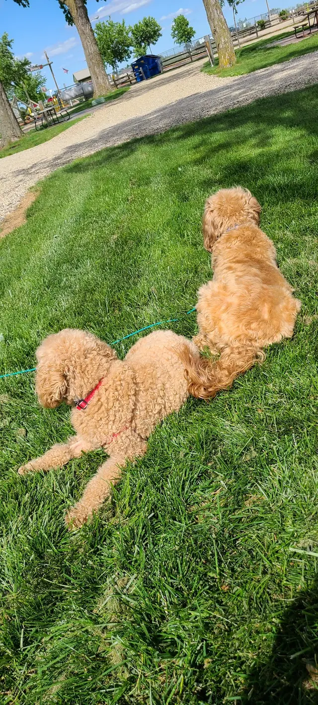 Westmoreland Veterinary Clinic — customer photo 10