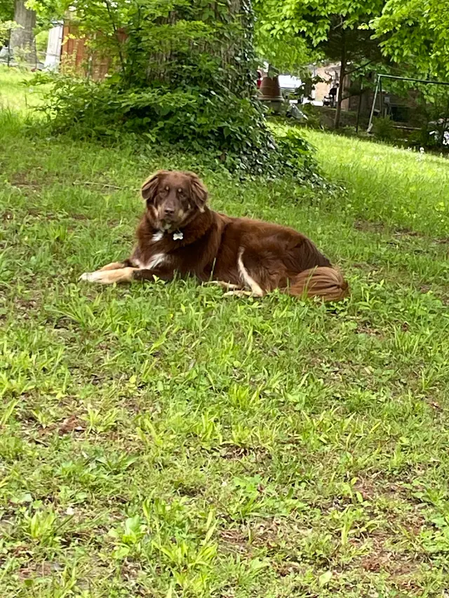 Customer photo of work by Westmoreland Veterinary Clinic, from K and D Salyer's review