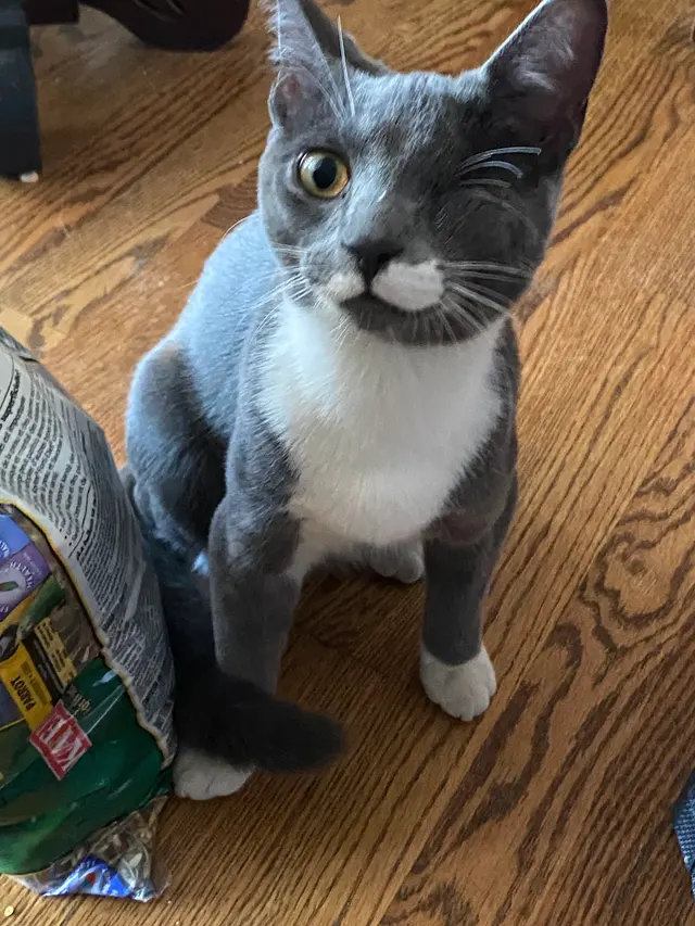Westmoreland Veterinary Clinic — customer photo 5